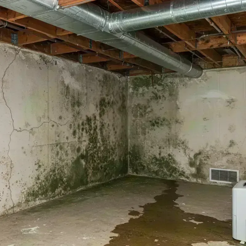 Professional Mold Removal in Hooverson Heights, WV